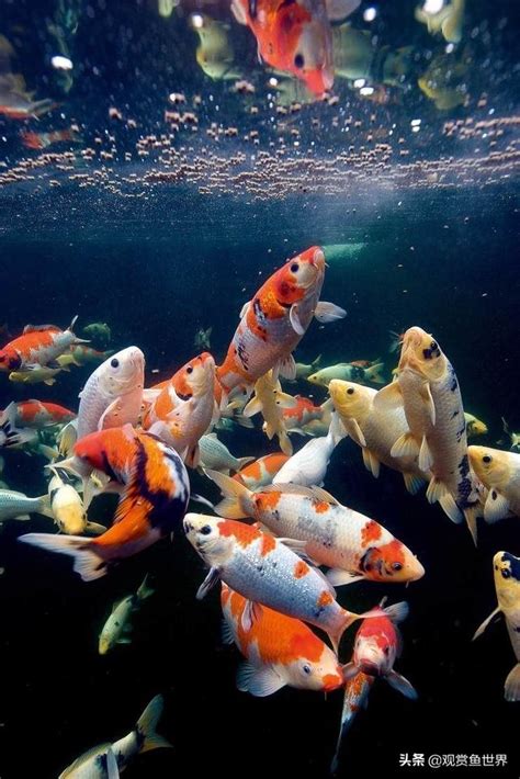 養錦鯉|飼養錦鯉方法 生活習性解析 – 寵物百科